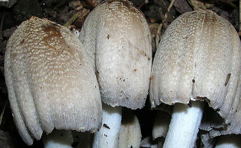 Coprinopsis strossmayeri (Schulzer) Redhead et al.